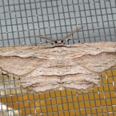 Euphronarcha luxaria (Striated Bark Moth) at Conder, ACT - 1 Jan 2019 by michaelb