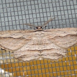 Euphronarcha luxaria at Conder, ACT - 2 Jan 2019