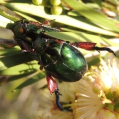 Repsimus manicatus montanus (Green nail beetle) at Tuggeranong, ACT - 18 Dec 2018 by michaelb