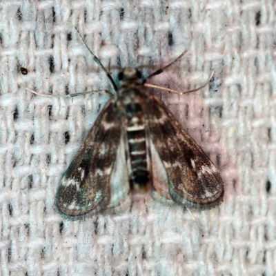 Hygraula nitens (Pond Moth) at O'Connor, ACT - 7 Jan 2019 by ibaird