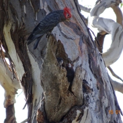 Callocephalon fimbriatum (Gang-gang Cockatoo) at Hughes, ACT - 15 Jan 2019 by TomT