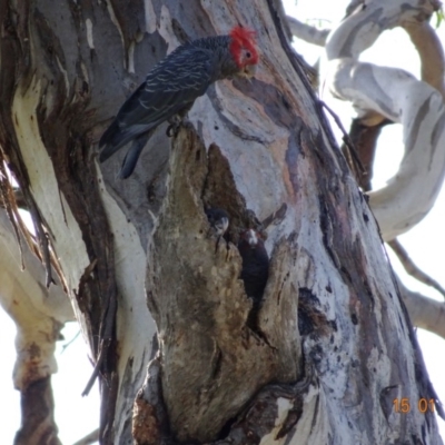 Callocephalon fimbriatum (Gang-gang Cockatoo) at Hughes, ACT - 15 Jan 2019 by TomT