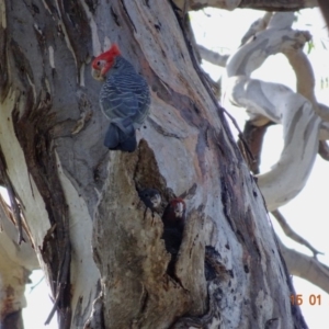 Callocephalon fimbriatum at Hughes, ACT - suppressed