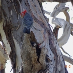 Callocephalon fimbriatum at Hughes, ACT - 15 Jan 2019