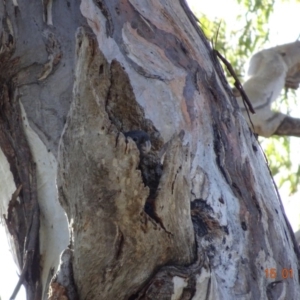 Callocephalon fimbriatum at Hughes, ACT - suppressed