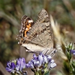 Junonia villida (Meadow Argus) at National Arboretum Forests - 14 Jan 2019 by JohnBundock