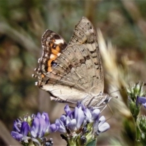 Junonia villida at Molonglo Valley, ACT - 14 Jan 2019