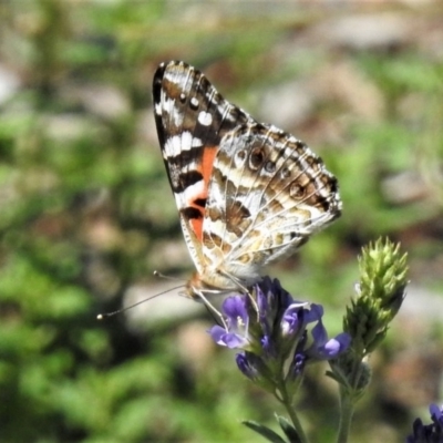 Vanessa kershawi (Australian Painted Lady) at National Arboretum Forests - 14 Jan 2019 by JohnBundock