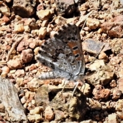 Lucia limbaria (Chequered Copper) at Molonglo Valley, ACT - 14 Jan 2019 by JohnBundock