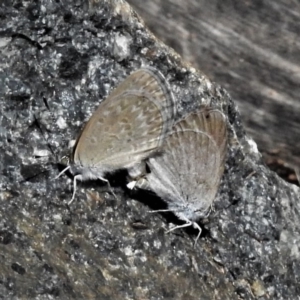 Zizina otis at Molonglo Valley, ACT - 14 Jan 2019 11:11 AM