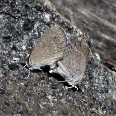 Zizina otis (Common Grass-Blue) at National Arboretum Forests - 14 Jan 2019 by JohnBundock