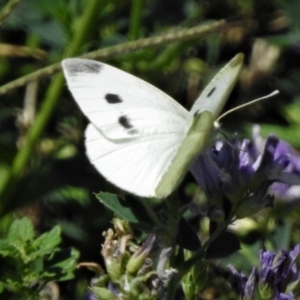 Pieris rapae at Molonglo Valley, ACT - 14 Jan 2019