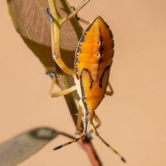 Amorbus sp. (genus) (Eucalyptus Tip bug) at Lower Cotter Catchment - 8 Jan 2019 by SWishart