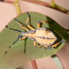 Amorbus sp. (genus) at Coree, ACT - 9 Jan 2019 09:25 AM