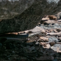 Ctenotus robustus (Robust Striped-skink) at Cotter Reserve - 9 Jan 2019 by SWishart