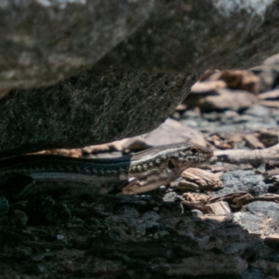 Ctenotus robustus (Robust Striped-skink) at Coree, ACT - 9 Jan 2019 by SWishart