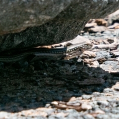 Ctenotus robustus at Coree, ACT - 9 Jan 2019