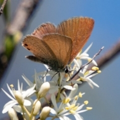 Nacaduba biocellata (Two-spotted Line-Blue) at Coree, ACT - 8 Jan 2019 by SWishart