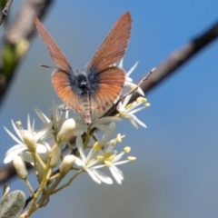 Nacaduba biocellata at Coree, ACT - 9 Jan 2019