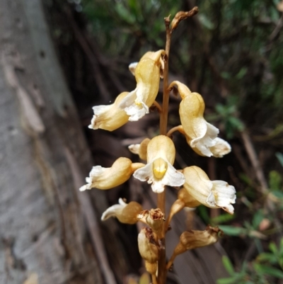 Gastrodia procera (Tall Potato Orchid) at Tennent, ACT - 10 Jan 2019 by rangerstacey