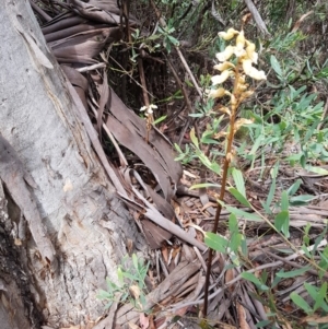 Gastrodia procera at Tennent, ACT - 10 Jan 2019