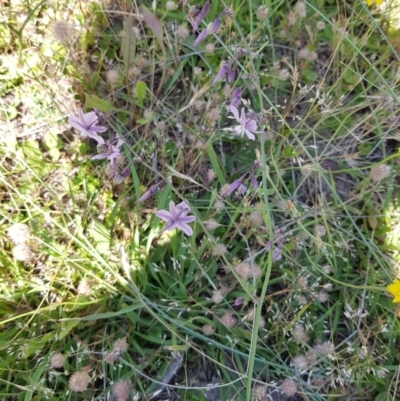 Arthropodium milleflorum (Vanilla Lily) at Black Flat at Corrowong - 2 Jan 2019 by BlackFlat