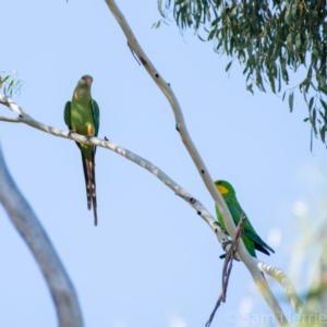 Polytelis swainsonii at Hughes, ACT - 15 Jan 2019