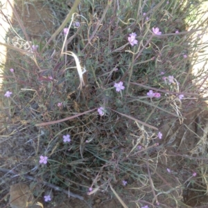 Epilobium sp. at Corrowong, NSW - 3 Jan 2019 11:05 AM