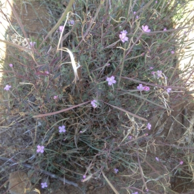 Epilobium sp. (A Willow Herb) at Black Flat at Corrowong - 3 Jan 2019 by BlackFlat