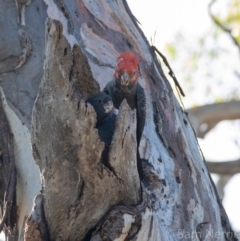 Callocephalon fimbriatum (Gang-gang Cockatoo) at Hughes, ACT - 15 Jan 2019 by Sam