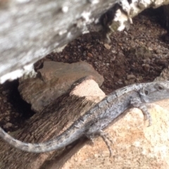 Amphibolurus muricatus (Jacky Lizard) at Corrowong, NSW - 10 Jan 2019 by BlackFlat