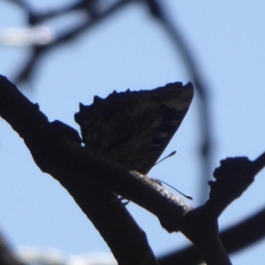 Ogyris olane at Jerrabomberra, ACT - 14 Jan 2019 11:02 AM