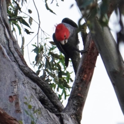 Callocephalon fimbriatum (Gang-gang Cockatoo) at Hughes, ACT - 14 Jan 2019 by JackyF