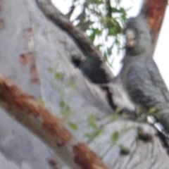 Callocephalon fimbriatum at Hughes, ACT - suppressed