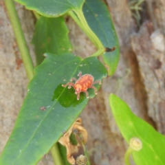 Trombidiidae (family) (Red velvet mite) at Paddys River, ACT - 9 Jan 2019 by MatthewFrawley