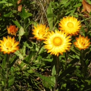 Xerochrysum subundulatum at Tennent, ACT - 9 Jan 2019 11:32 AM