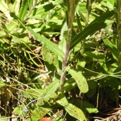 Xerochrysum subundulatum at Tennent, ACT - 9 Jan 2019 11:32 AM