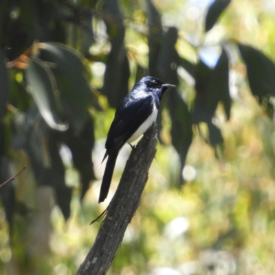 Myiagra cyanoleuca (Satin Flycatcher) at Tennent, ACT - 9 Jan 2019 by MatthewFrawley