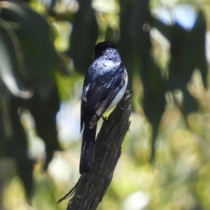 Myiagra cyanoleuca at Tennent, ACT - 9 Jan 2019