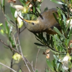 Acanthorhynchus tenuirostris (Eastern Spinebill) at Greenleigh, NSW - 13 Jan 2019 by LyndalT