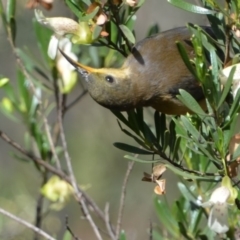 Acanthorhynchus tenuirostris (Eastern Spinebill) at Greenleigh, NSW - 12 Jan 2019 by LyndalT