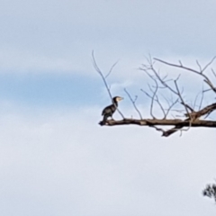 Phalacrocorax carbo (Great Cormorant) at Stony Creek - 15 Jan 2019 by jeremyahagan