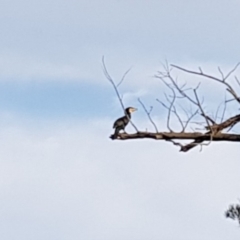 Phalacrocorax carbo (Great Cormorant) at Uriarra Village, ACT - 15 Jan 2019 by jeremyahagan