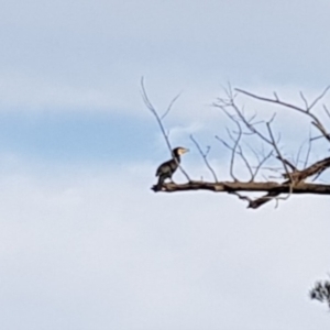 Phalacrocorax carbo at Uriarra Village, ACT - 15 Jan 2019