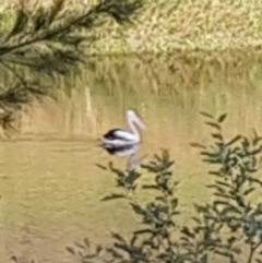 Pelecanus conspicillatus at Uriarra Village, ACT - 15 Jan 2019