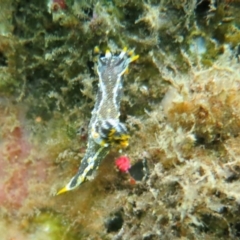 Polycera hedgpethi at Narooma, NSW - 13 Jan 2019 by PhilBLynB