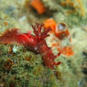 Plocamopherus imperialis at Narooma, NSW - 13 Jan 2019