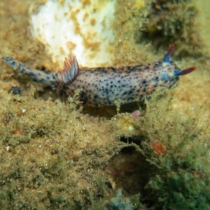 Hypselodoris obscura at Narooma, NSW - 13 Jan 2019