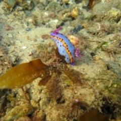 Hypselodoris bennetti (Hypselodoris bennetti) at Narooma, NSW - 13 Jan 2019 by PhilBLynB