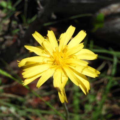 Microseris lanceolata (Yam Daisy) at Tennent, ACT - 9 Jan 2019 by MatthewFrawley